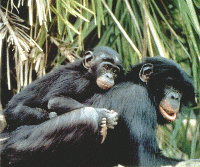 Bonobos