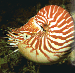 Pearly Nautilus