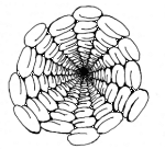 View down Microtubule