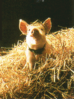 Pig Tails:Babe has a bacon-roll in the hay