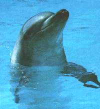 Dolphin